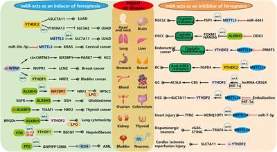 Correlation between RNA N6-methyladenosine and ferroptosis in cancer: current status and prospects